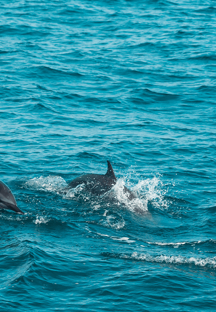 Dolphin Safari at Sinquerim Beach 